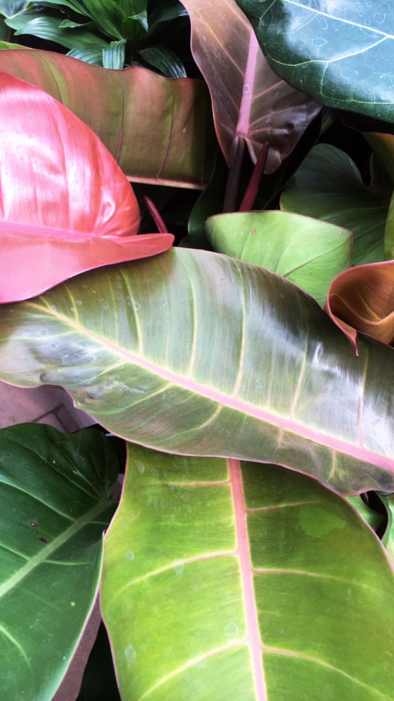 Rubber plant leaves pink and green