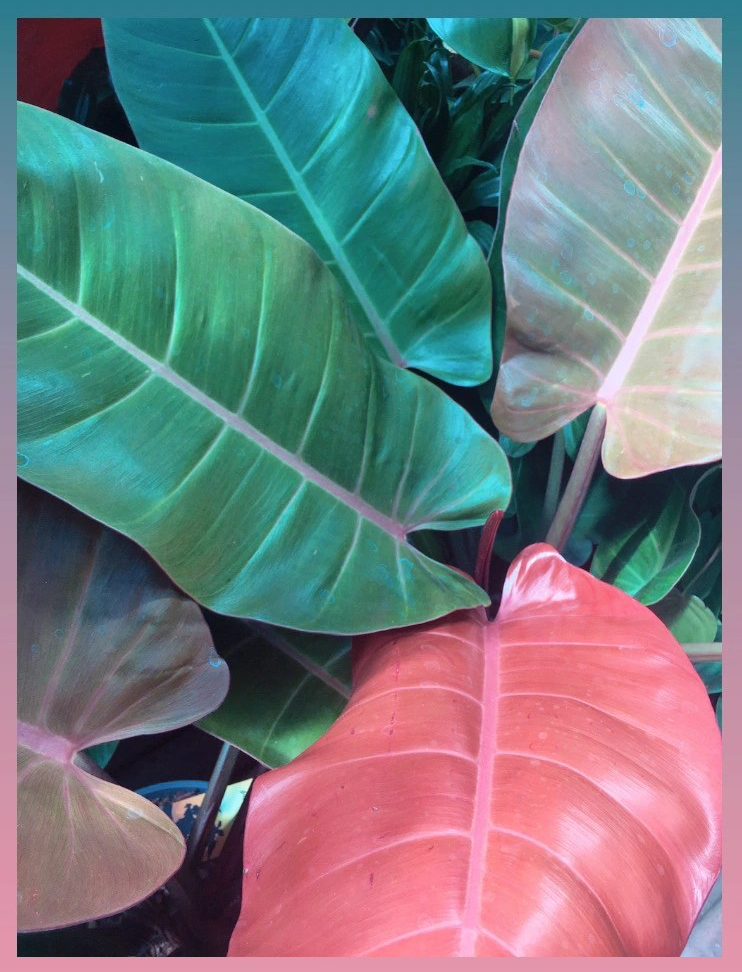 Pink and green rubber plant leaves