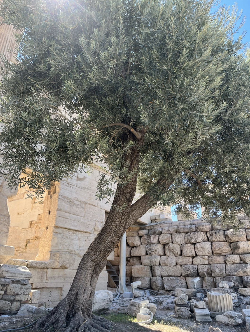 Olive tree and Acropolis