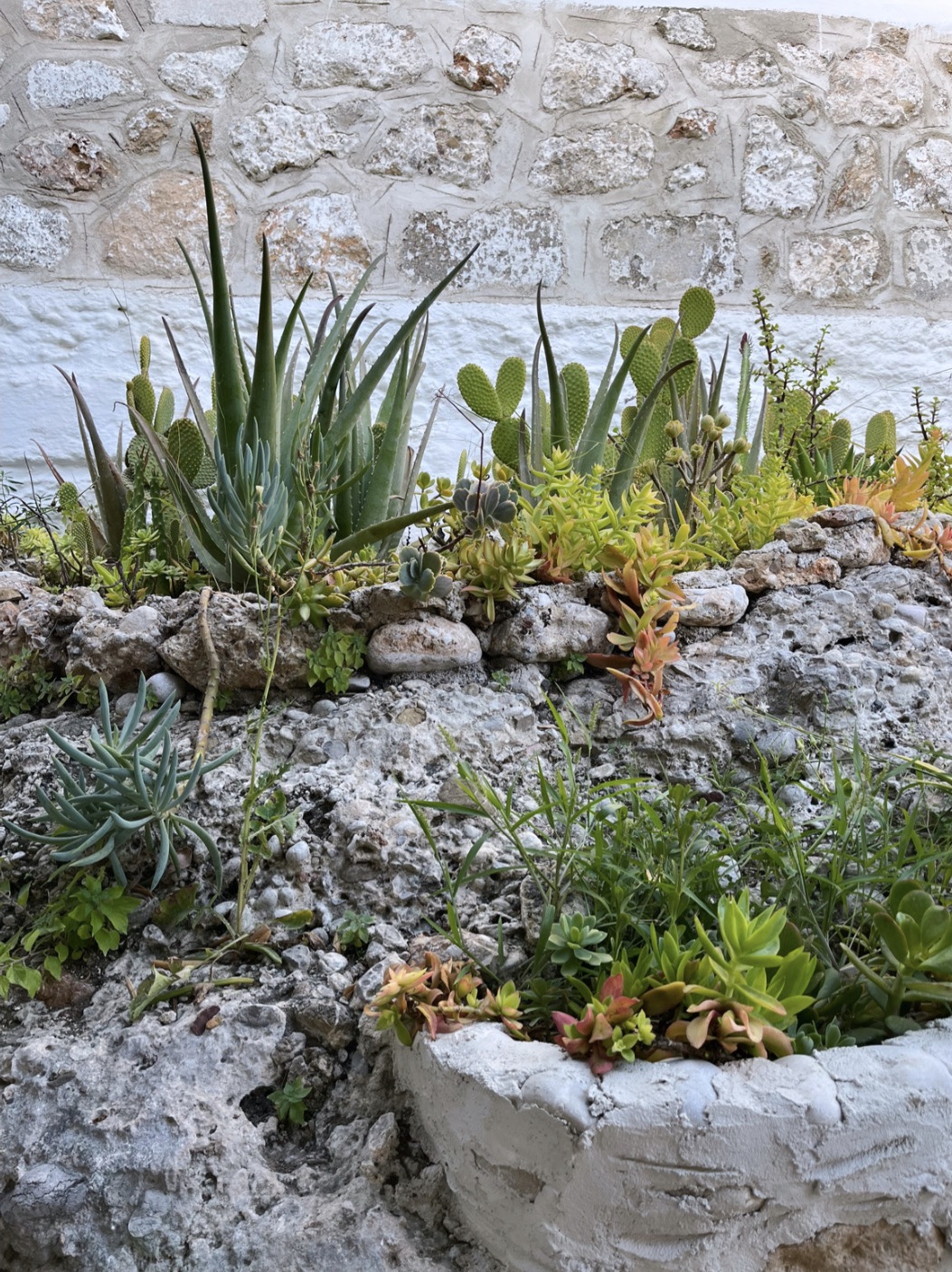 Succulents and cacti growing in Spetses