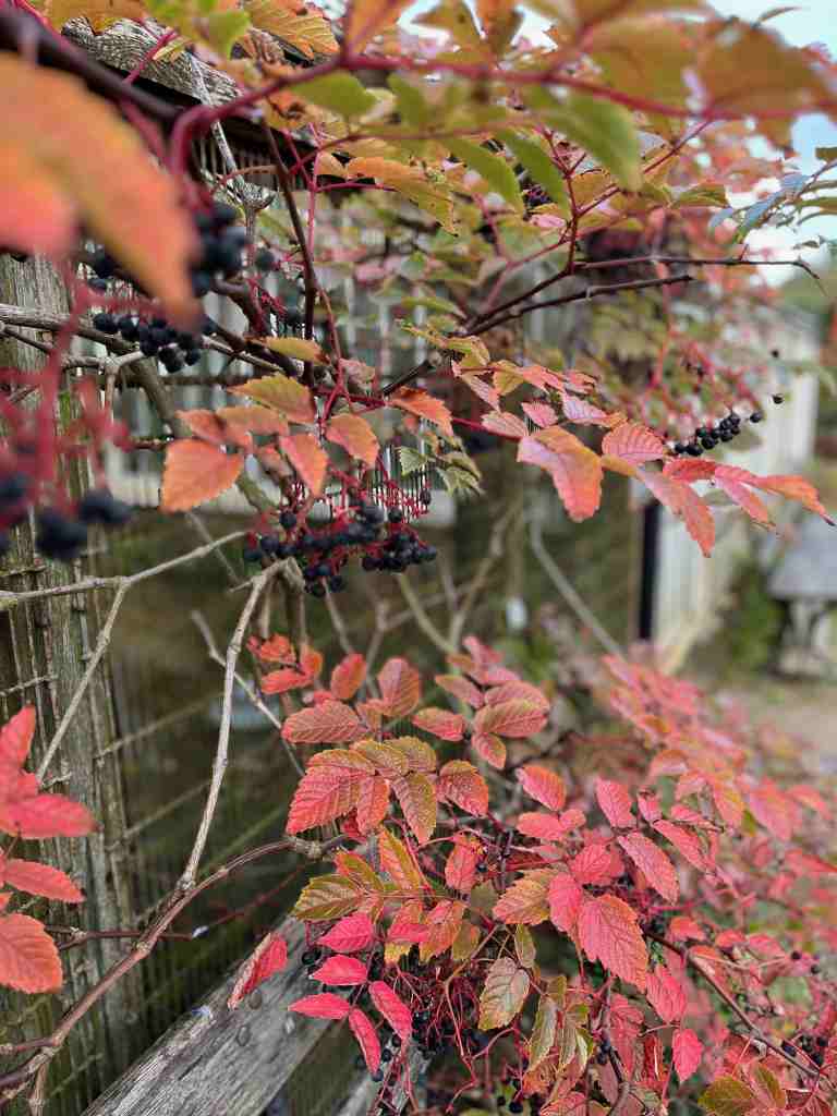 Elderberries at Calke Abbey colours of autumn
