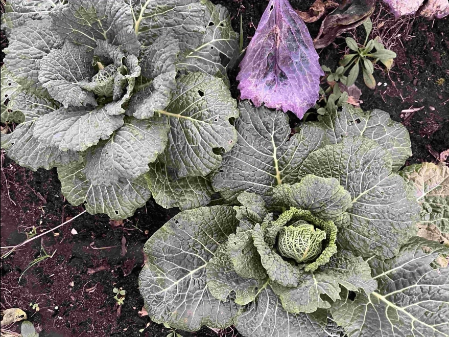 Cabbages - winter colour